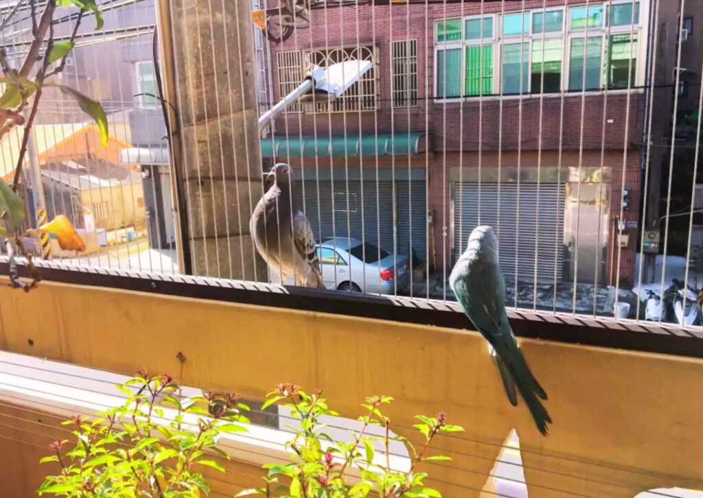 Invisible Grills for Pigeon Control durable invisible grills for pigeon protection at home