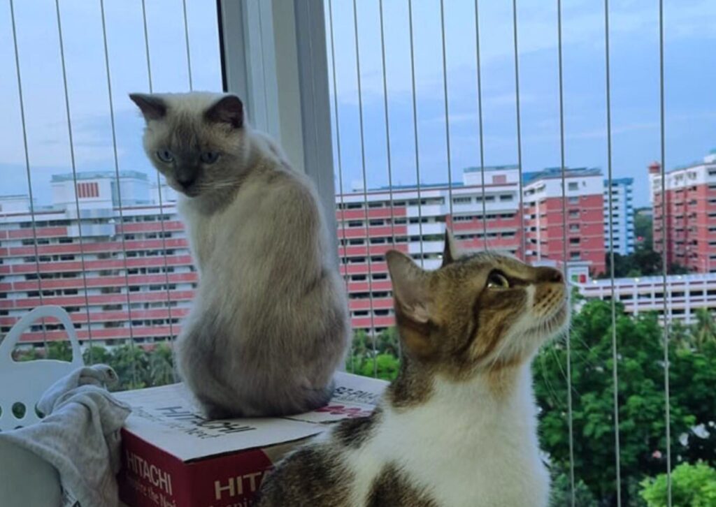 Invisible Grills for Cats best invisible grills for pet safety in apartments