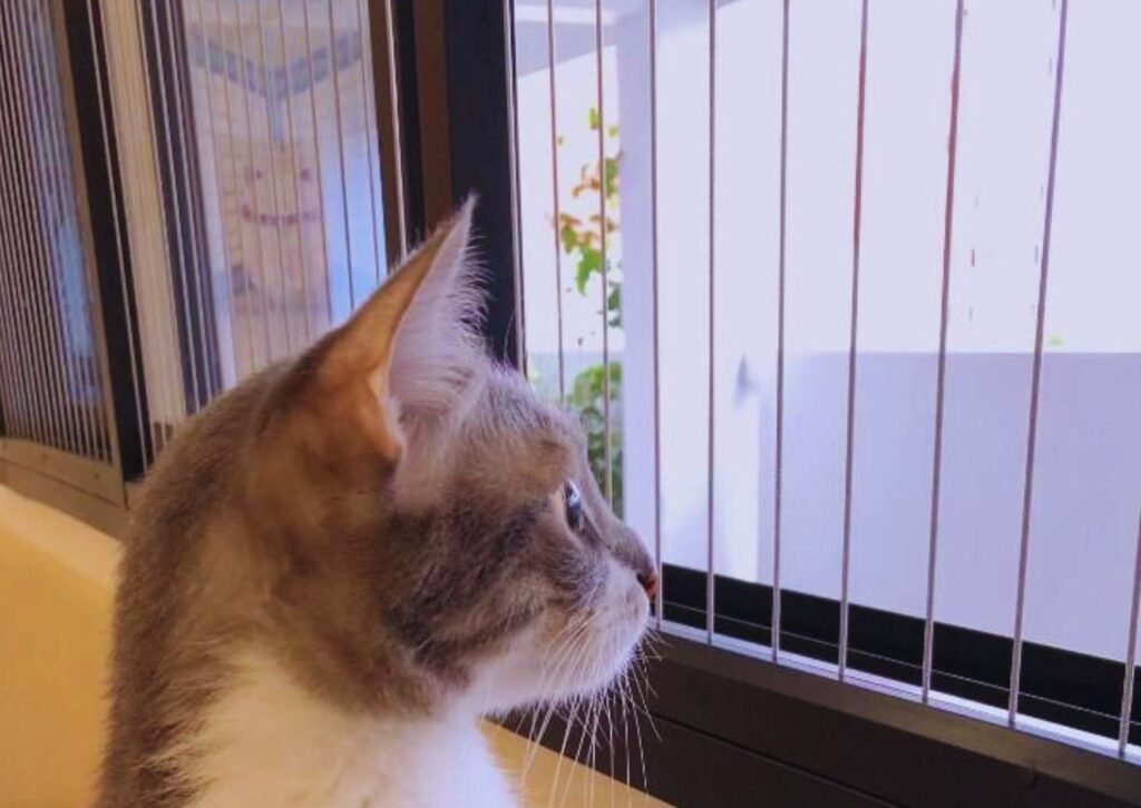 Invisible Grills for Cats durable invisible grills for cats and dogs in Bangalore